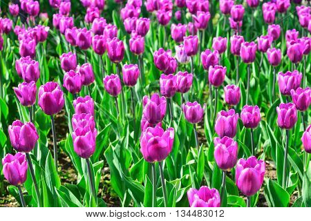 Field of purple tulips in a garden