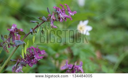 Corydalis Cava, A Species Of Fumewort, With Blossoms