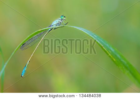 Dewy Dragonfly on the blade of grass.