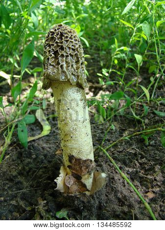 mushroom Veselkathe fruit is a white porous stem with a noble simplicity hat covered with mucus