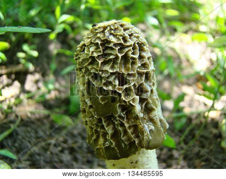 mushroom Veselkathe fruit is a white porous stem with a noble simplicity hat covered with mucus