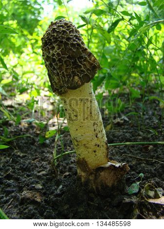 mushroom Veselkathe fruit is a white porous stem with a noble simplicity hat covered with mucus