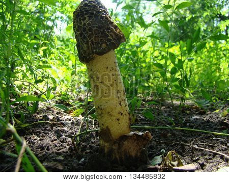 mushroom Veselkathe fruit is a white porous stem with a noble simplicity hat covered with mucus