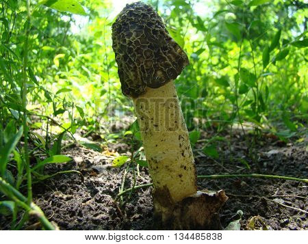 mushroom Veselkathe fruit is a white porous stem with a noble simplicity hat covered with mucus