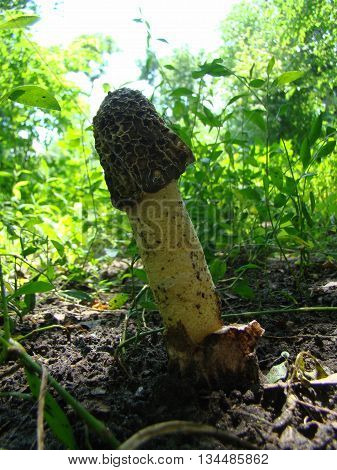 mushroom Veselkathe fruit is a white porous stem with a noble simplicity hat covered with mucus