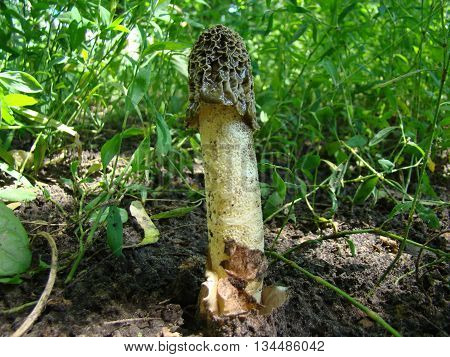 mushroom Veselkathe fruit is a white porous stem with a noble simplicity hat covered with mucus