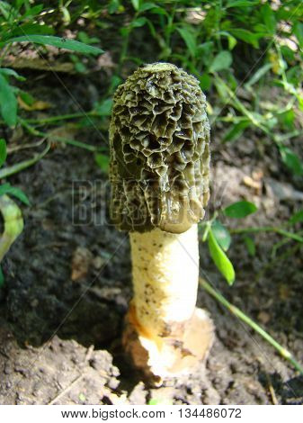 mushroom Veselkathe fruit is a white porous stem with a noble simplicity hat covered with mucus