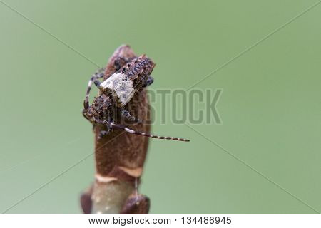 Macro Of A Greater Thorn-tipped Longhorn Beetle (pogonocherus Hispidulus) On A Bud