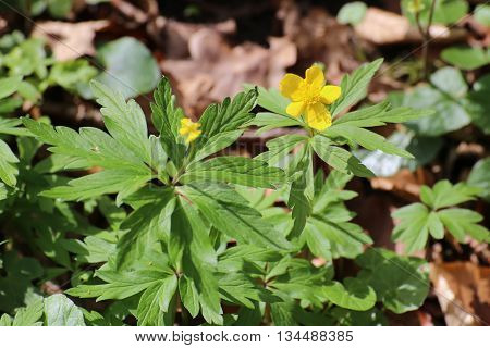 Yellow Wood Anemone (anemone Ranunculoides) In A Forest