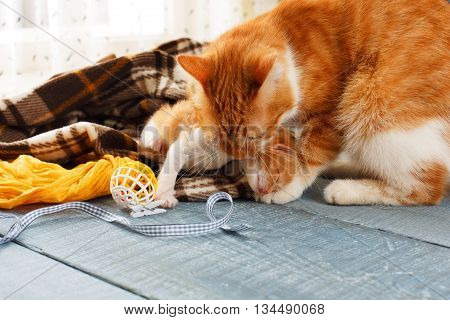 Ginger cat and kitten. Mother cat takes a kitten by the scruff of the neck and carries to the safe place. Mom and child, maternity, care.
