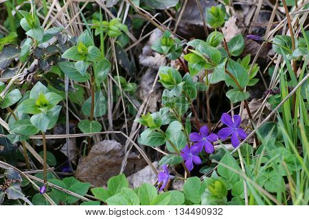 The Evergreen Bigleaf Periwinkle (vinca Major) With Blossoms