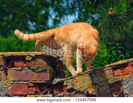 Red cat is going to jump off the old brick fence. Selective focus photo on a bright sunny day