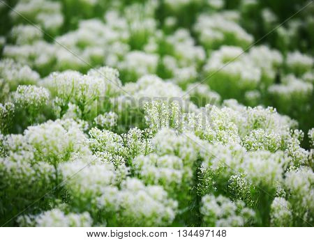 White carum carvi flowers vibrant natural background.