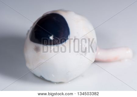 Pig eyeball with optic nerve. Whole eye removed from head of animal against white background