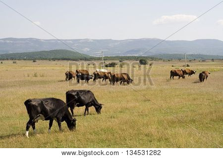 A herd of cows grazing in the field