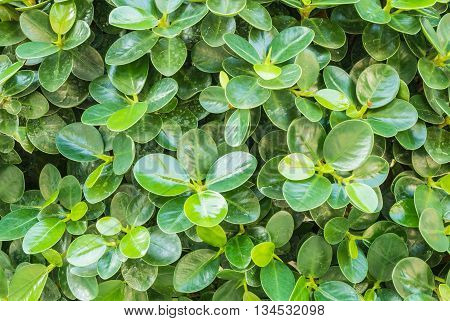 Closeup surface leaves pattern at green leaves texture background