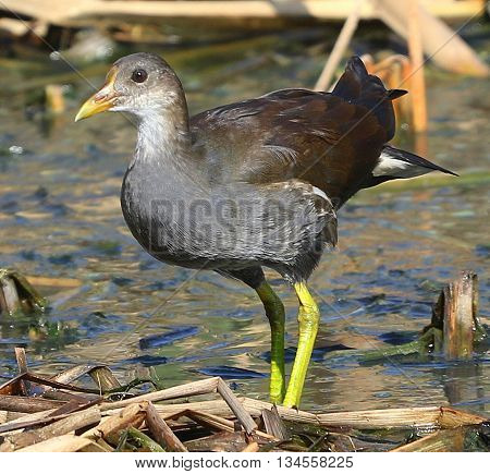 juvenile Common Moorhen, swamp in Songkhla, Thailand