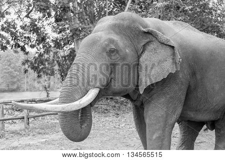 elephant head close up with rought skin surface black and white tone