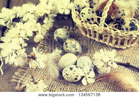 Quail Eggs, Branch Of Apricot Blossom And Feather