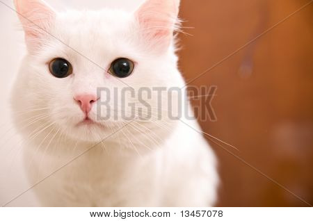 angora turc