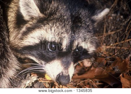 Mapache