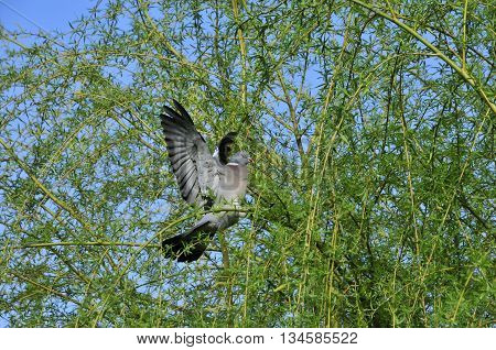 Common wood pigeon. Wild forest pigeon. The common wood pigeon (Columba palumbus) is a large species in the dove and pigeon family.
