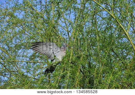 Common wood pigeon. Wild forest pigeon. The common wood pigeon (Columba palumbus) is a large species in the dove and pigeon family.