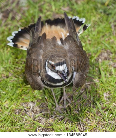 Killdeer belting out a warning that the camera is too close to the nest