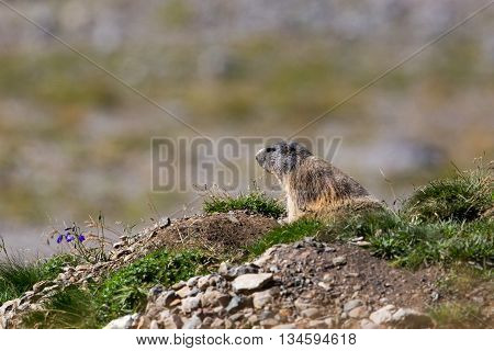groundhog (Marmota monax) sitting beneath its cave