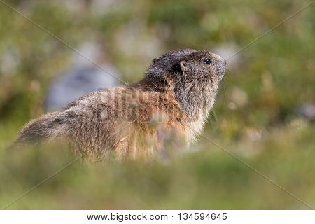 Portrait of groundhog (Marmota monax) in green environment