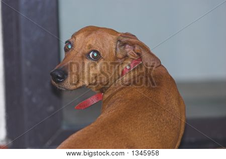 Kleiner Hund