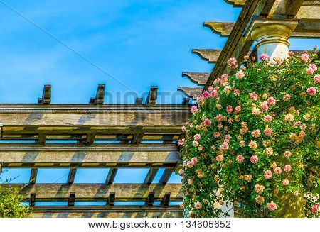 Pink roses growing on the wooden pergola against blue sky