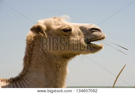Head Camel chewing fresh grass sunny day