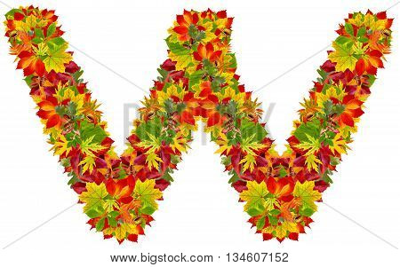 W autumn alphabet isolated on white background