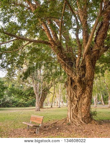 Bench underneath paperbark (a.k.a. honey-myrtle) tree at Jalunbu Park, Port Douglas, Queensland, Australia.
