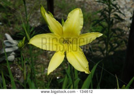 Yellow Flower