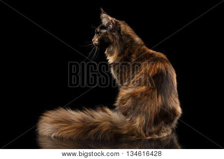 Brown Maine Coon Cat Sitting with Furryy Tail and Curious Looks Isolated on Black Background, Side view