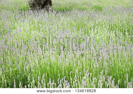 Colorful Lavendel