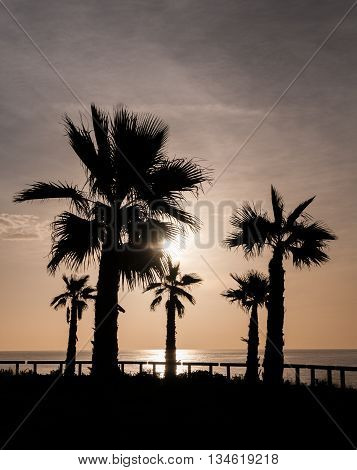 Silhouette of five palm trees at sunrise on the Mediterranean Sea in Spain