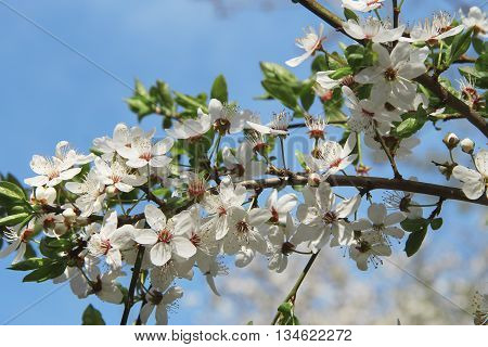 White flowers blossoming on the branch of wild tree