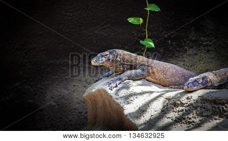 Komodo dragon resting on a rock near the cave. Giant Indonesian lizard. Varanus komodoensis. Animals