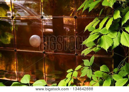 glass tile wall house facade with wild grape leafs