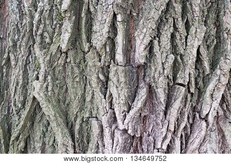 Images of Old Wood Tree Texture or Background