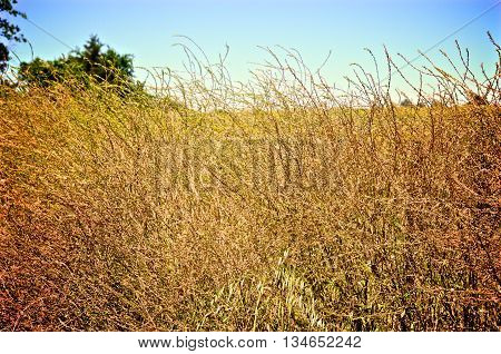 A field of grass and other plants in Texas