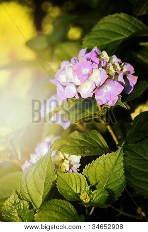 Mophead Hydrangea - Hydrangea macrophylla 'Endless Summer'