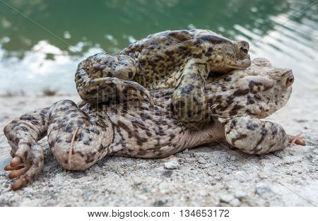 Common toad - Bufo Bufo - macro