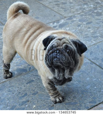 Cute pug stand alone on the ground