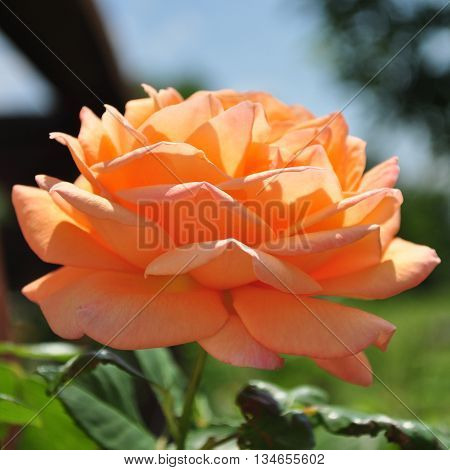 Beautiful orange rosebud with leafes in the garden