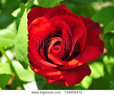 Beautiful red rosebud with leafes in the garden