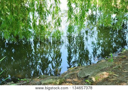 Willow tree wooden water mirror close-up with sky